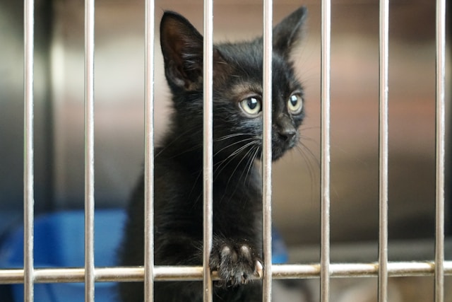 Imagen gatito en jaula Refugio.